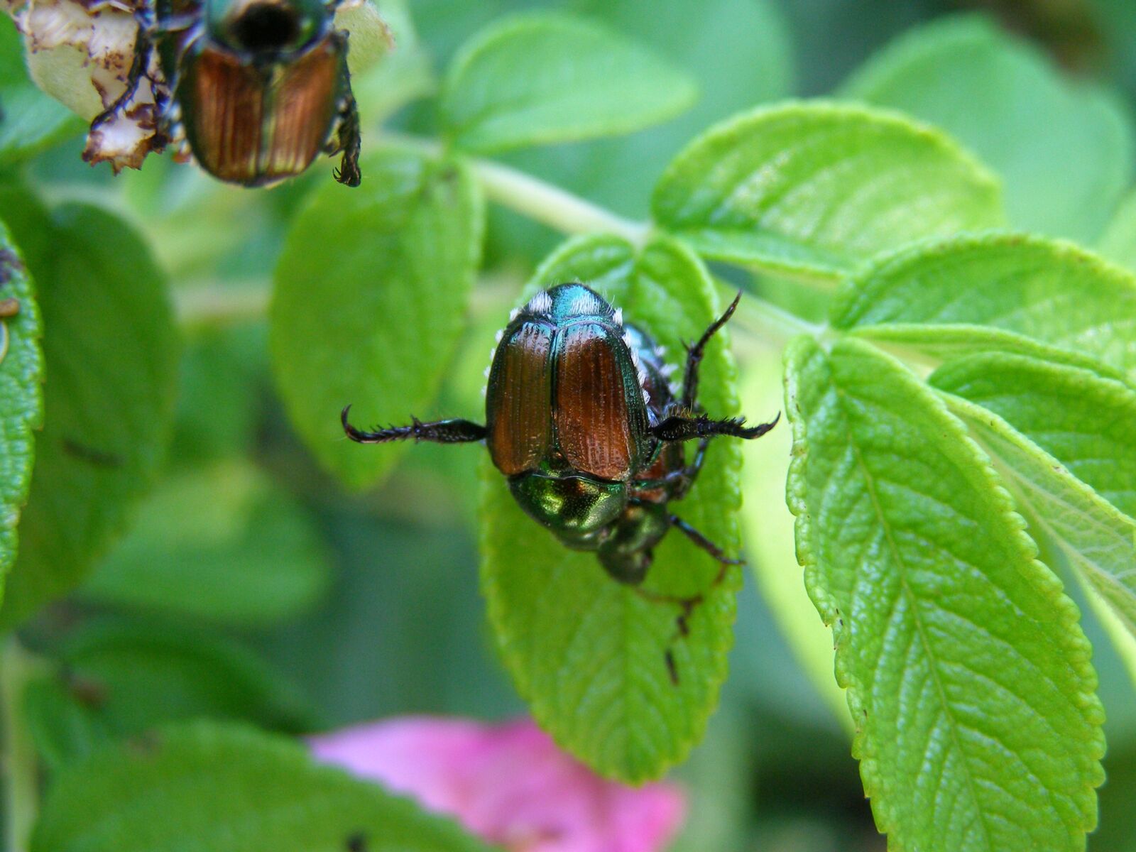 Olympus SP500UZ sample photo. Japanese, beetle, insect photography
