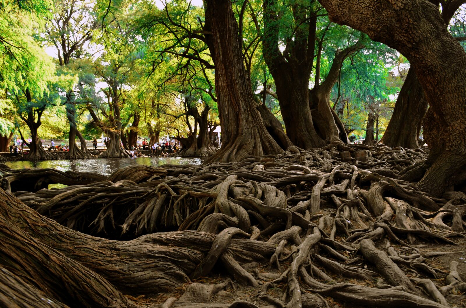Nikon D5100 sample photo. Tree, natura, nature photography