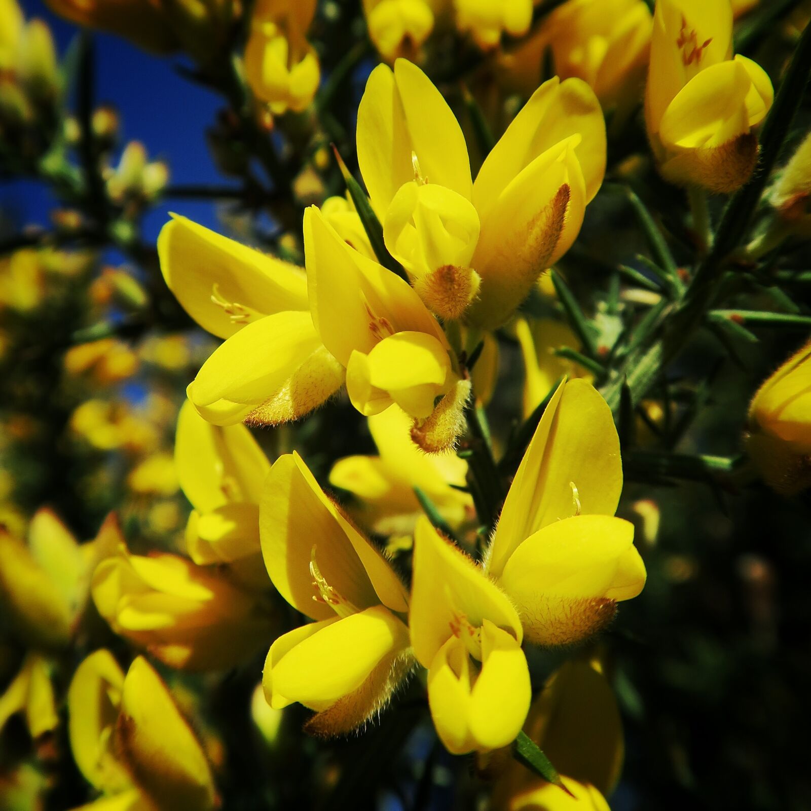 Canon PowerShot G7 X sample photo. Flower, flowers, gorse, yellow photography