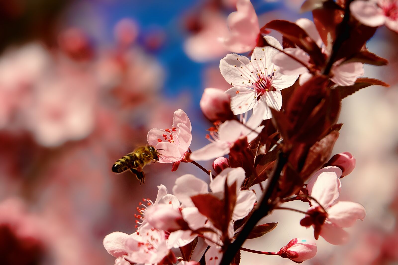 Sony Cyber-shot DSC-RX10 III sample photo. Nature, cherry wood, bee photography