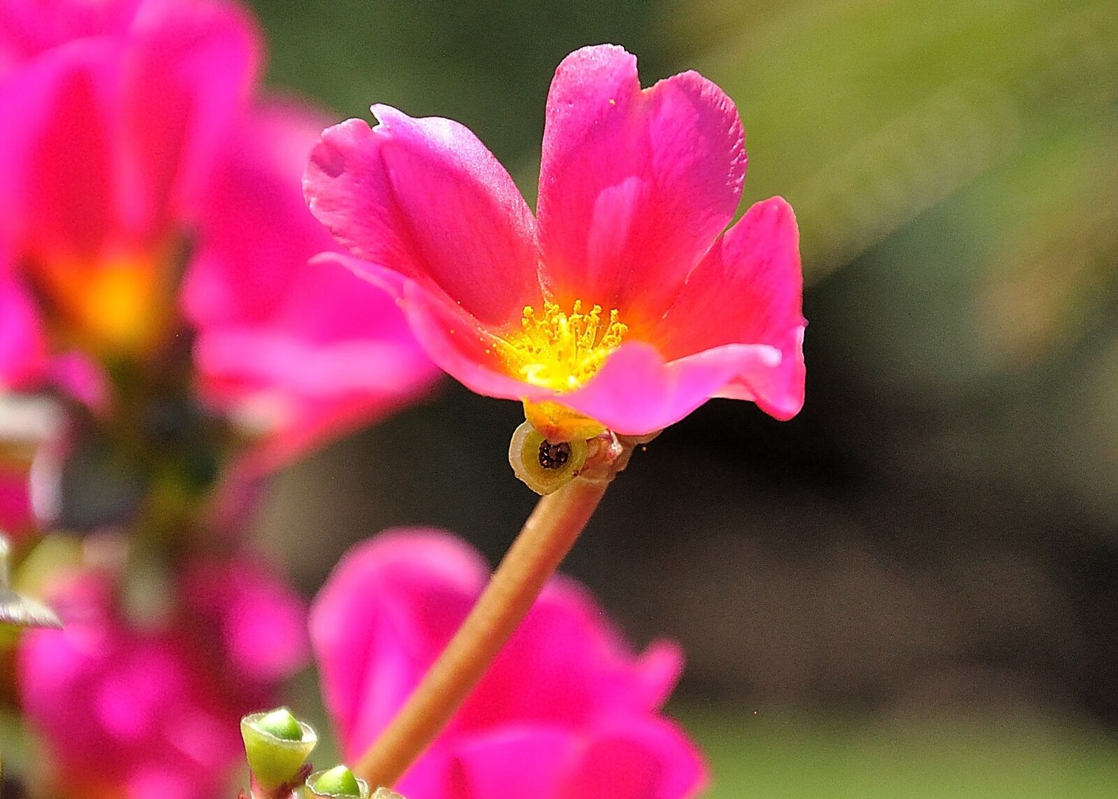 Nikon D90 sample photo. Color, nature, flower photography