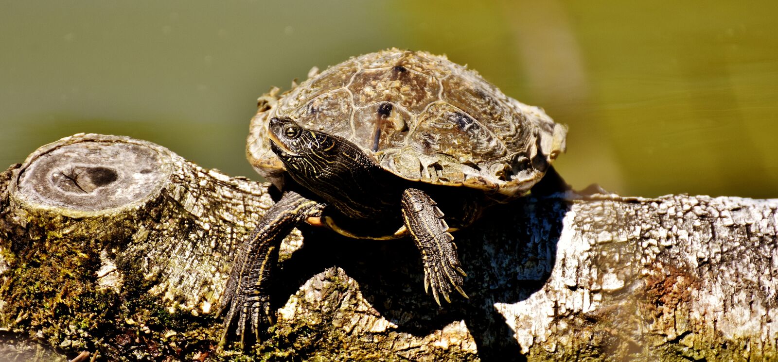 Nikon D7200 sample photo. Turtle, water, nature photography