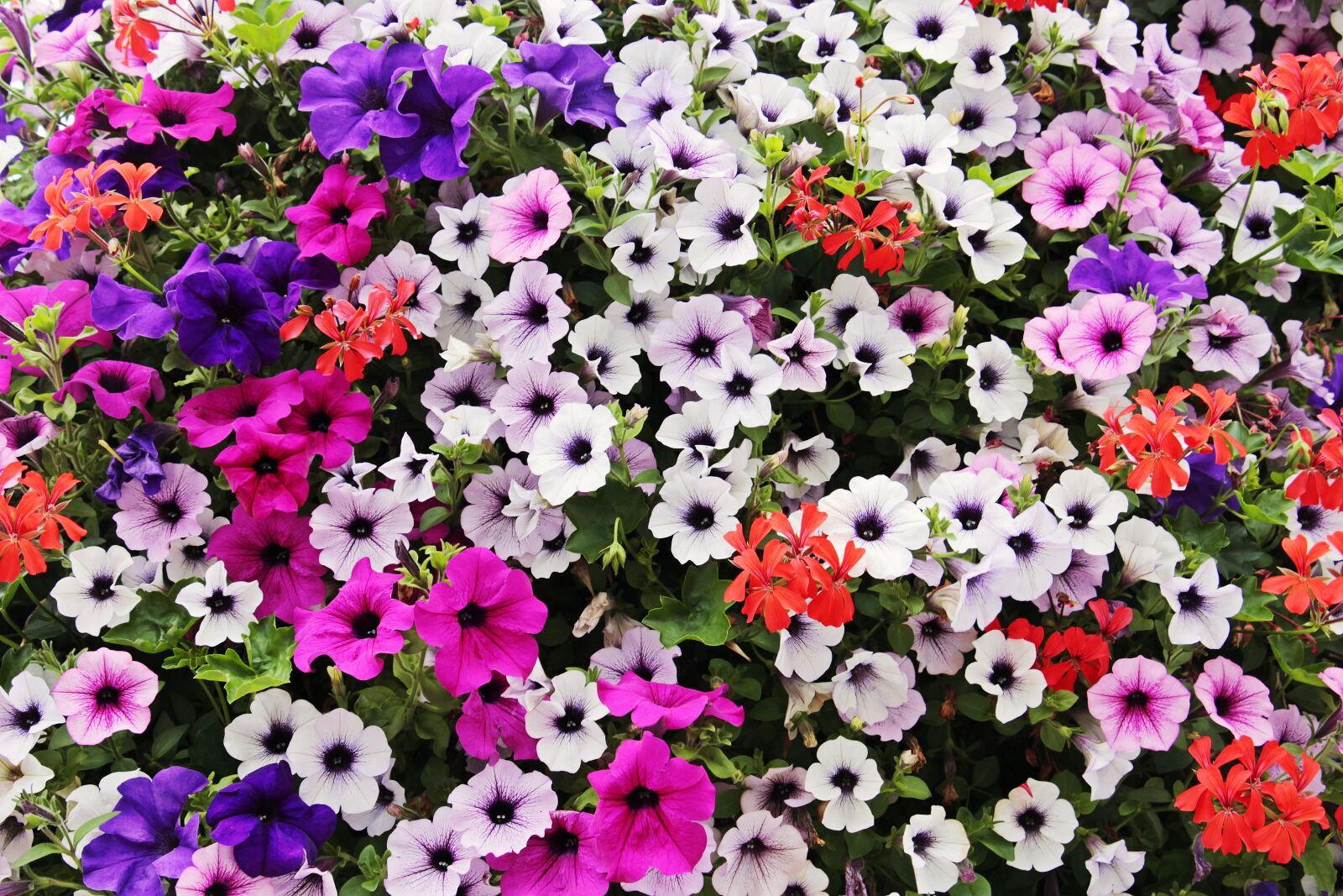 Canon EOS 100D (EOS Rebel SL1 / EOS Kiss X7) sample photo. Flowers, sea of flowers photography