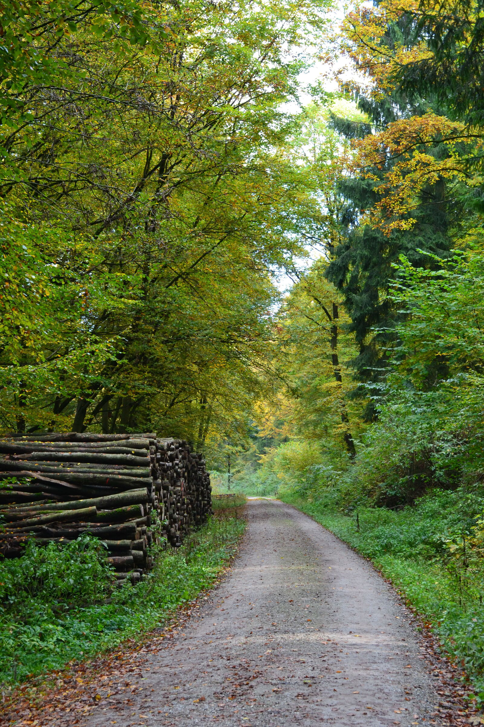 Nikon D3100 sample photo. Autumn, autumn, leaf, autumn photography