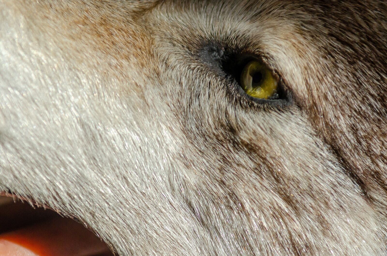 Nikon D7000 sample photo. Close up, eyes, wolf photography