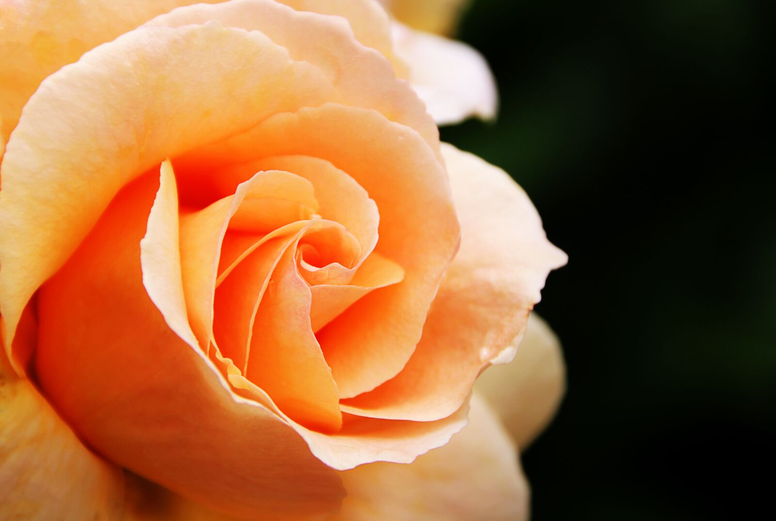 Canon EOS 1300D (EOS Rebel T6 / EOS Kiss X80) sample photo. Rose, orange, blossom photography