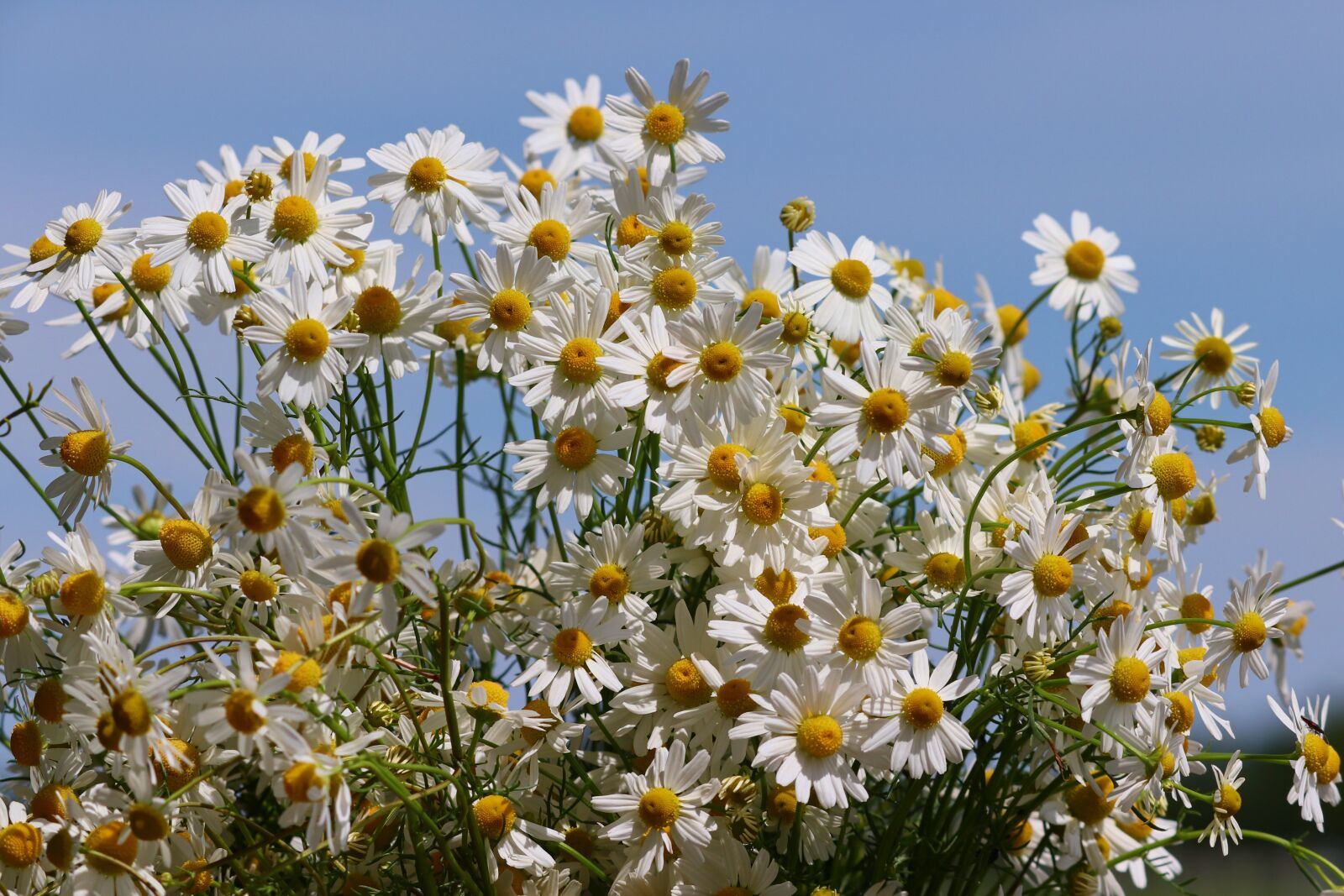 Canon EOS 200D (EOS Rebel SL2 / EOS Kiss X9) sample photo. Chamomile, chamomile blossoms, medicinal photography