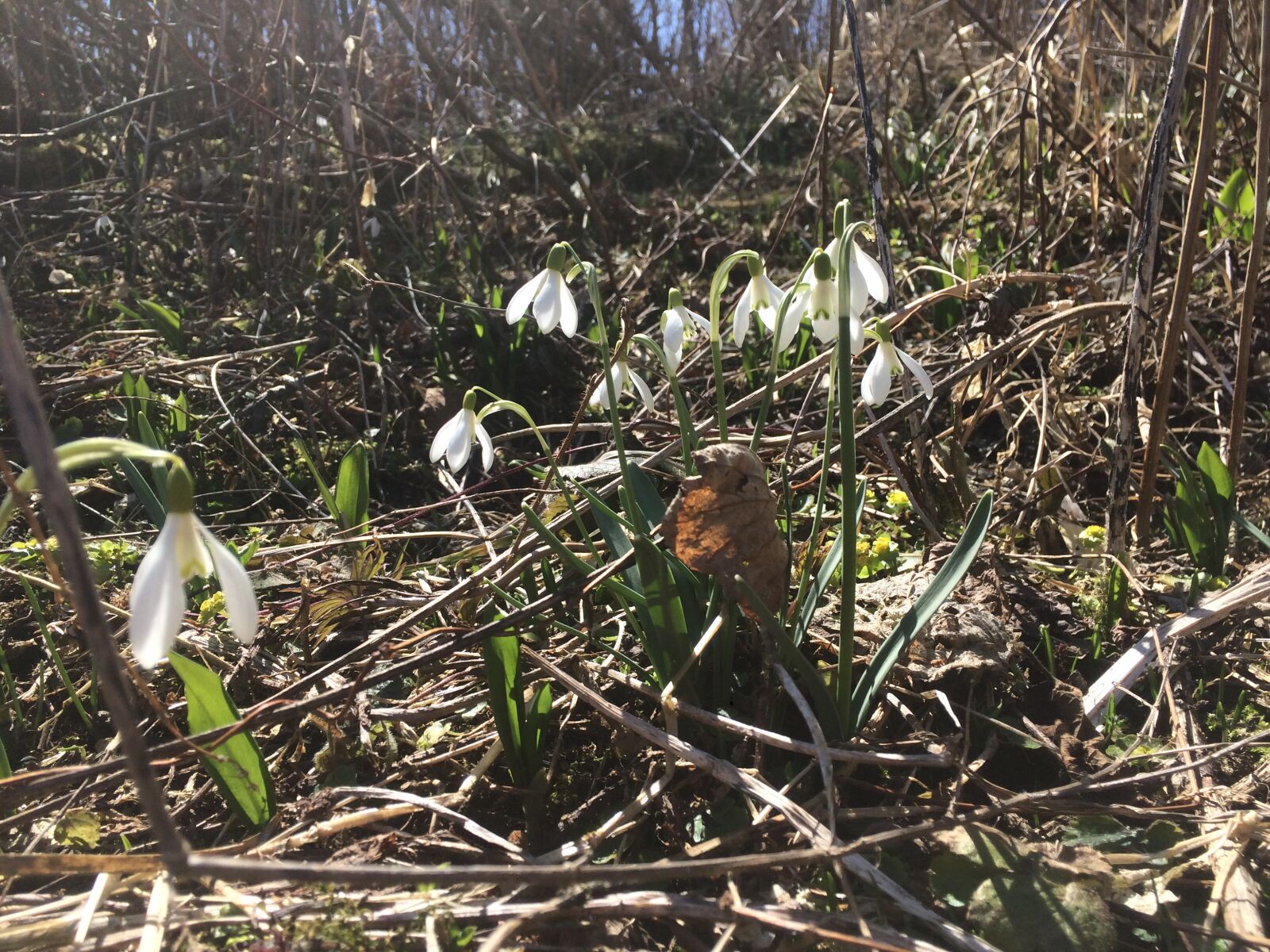 iPhone 5s back camera 4.15mm f/2.2 sample photo. Snežienky, spring, nature photography