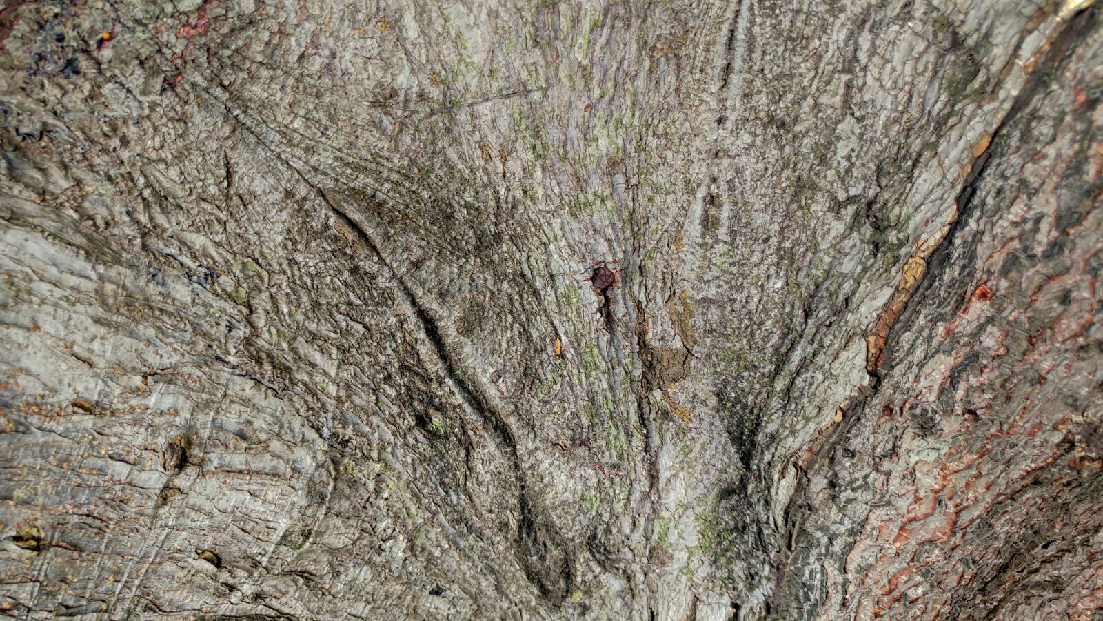 LG G5 sample photo. Bark, wood, timber photography