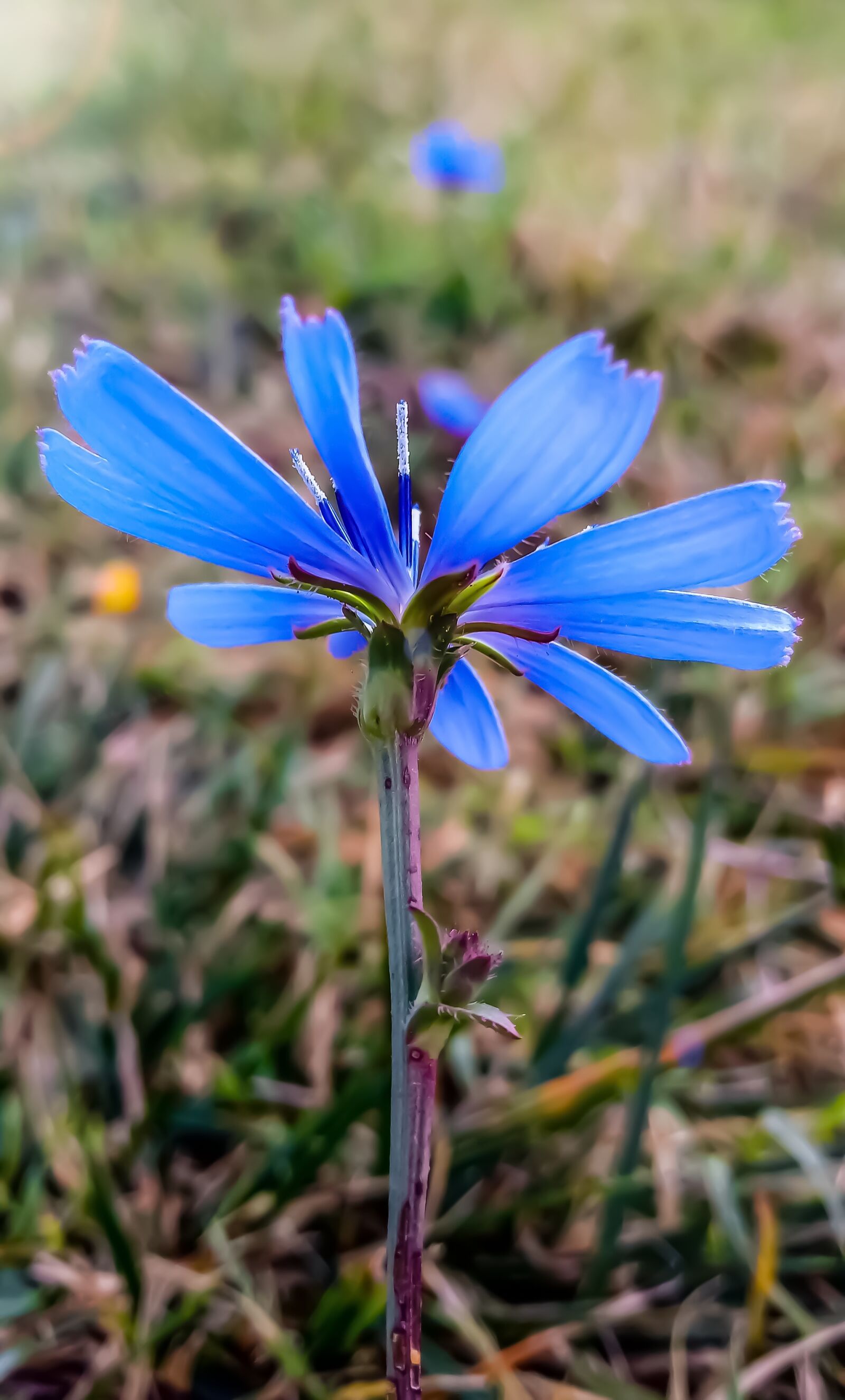 LG LM-X410.F sample photo. Blu flower, meadow flowers photography