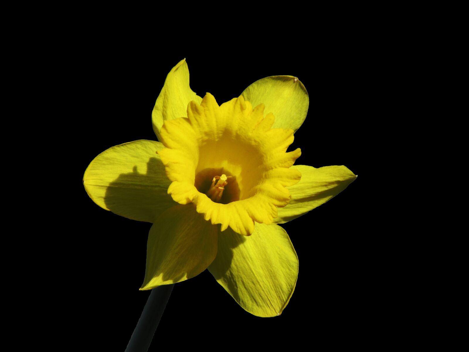 Canon PowerShot SX620 HS sample photo. Flower, nature, daffodil photography