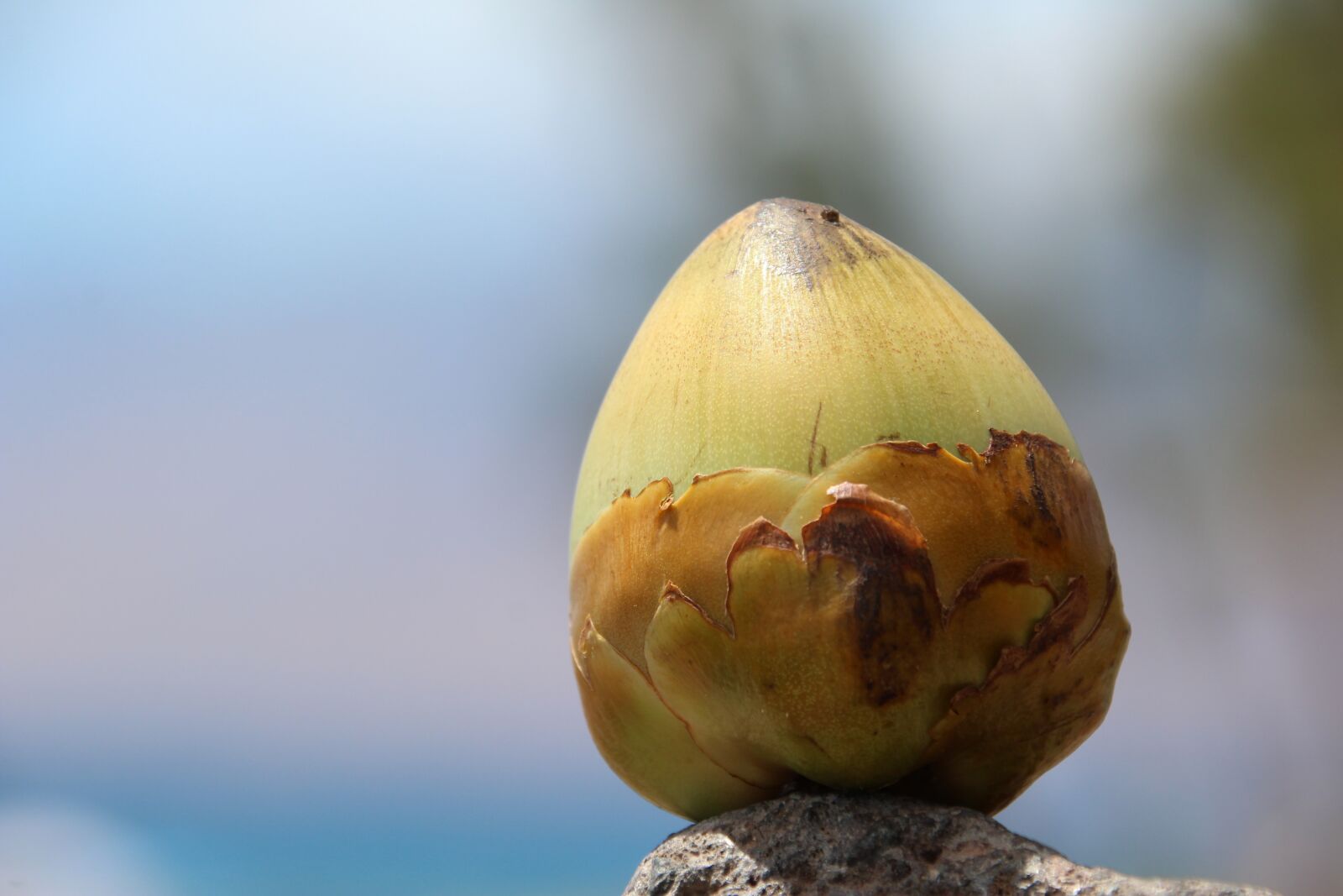 Canon EOS 1200D (EOS Rebel T5 / EOS Kiss X70 / EOS Hi) sample photo. Coconut, small, young photography