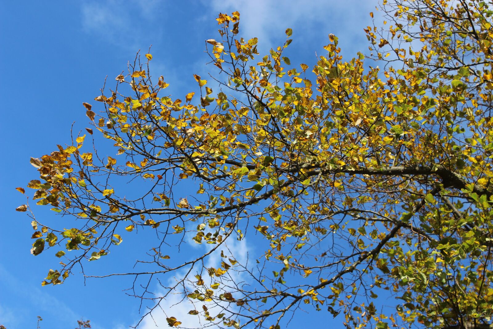 Canon EOS 600D (Rebel EOS T3i / EOS Kiss X5) sample photo. Autumn, linde, fall foliage photography