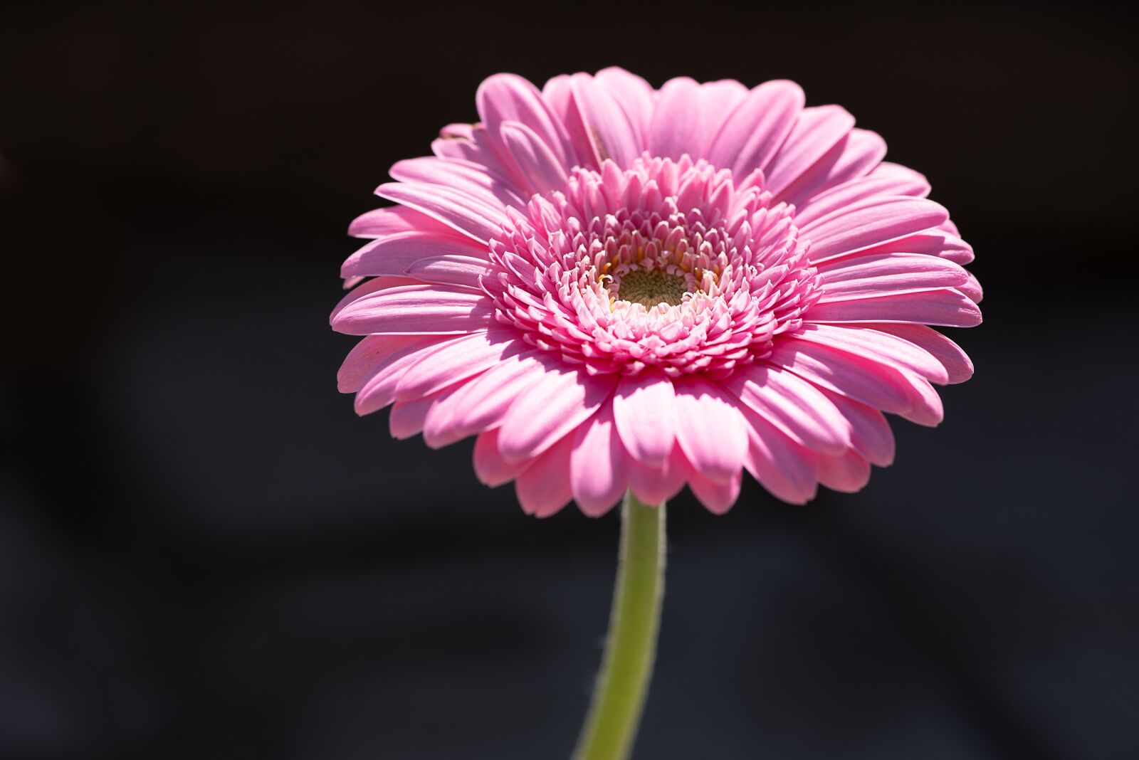 Nikon D750 sample photo. Marguerite, pink, pink daisy photography
