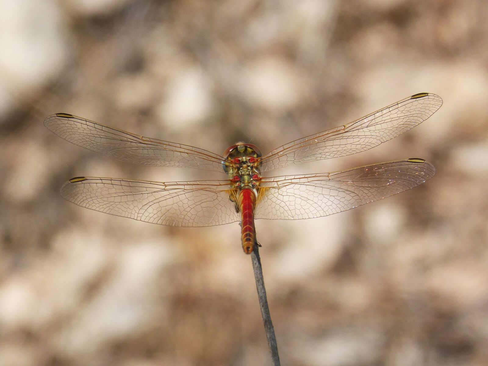 Panasonic DMC-FZ62 sample photo. Red dragonfly, sympetrum fonscolombii photography