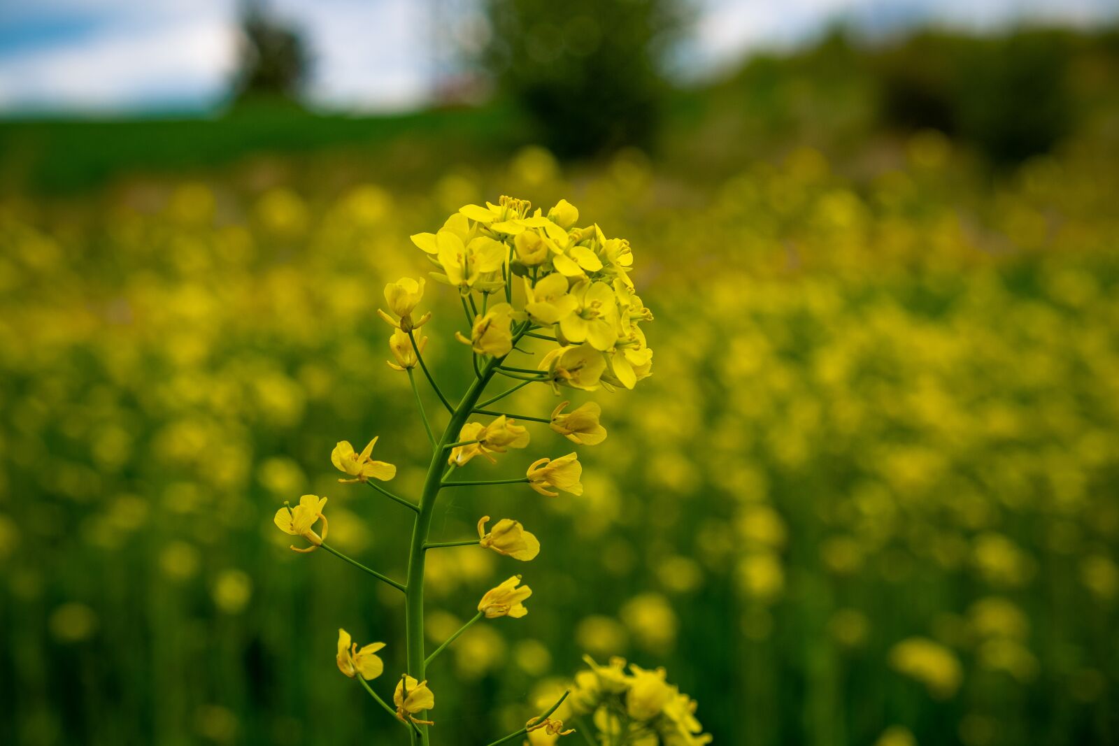 Fujifilm X-T10 sample photo. Flower, rapeseed, field photography