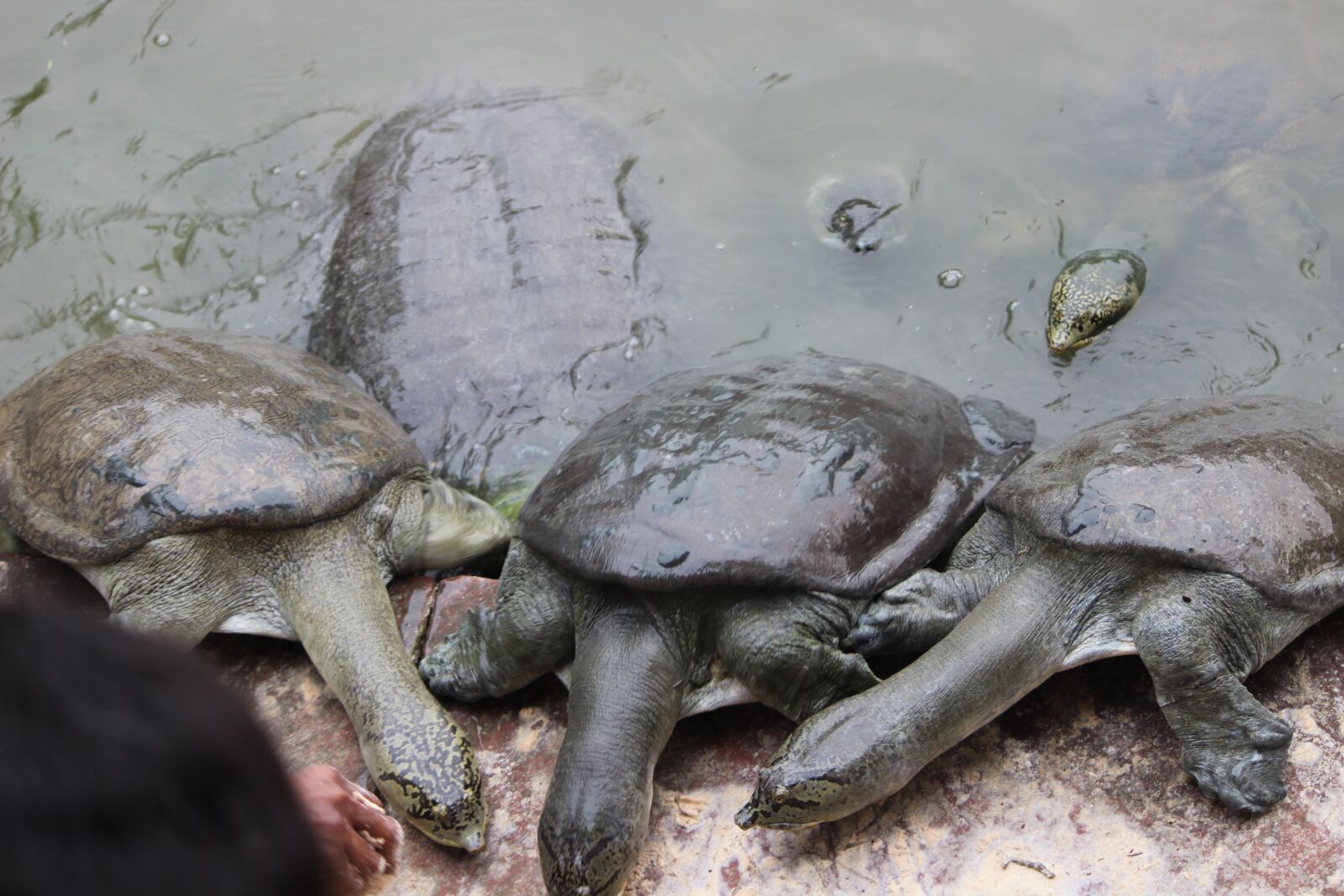 Canon EOS 600D (Rebel EOS T3i / EOS Kiss X5) sample photo. Wild, tortoise, wildlife photography