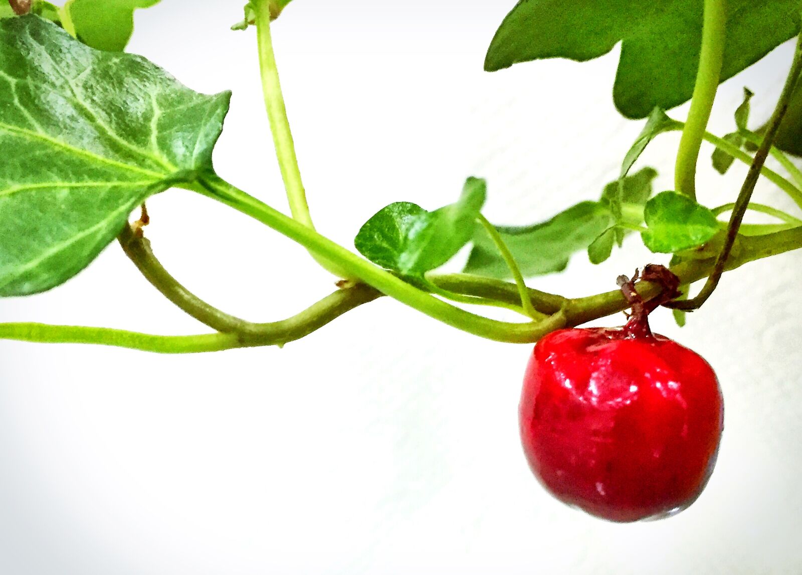 Apple iPhone 6 sample photo