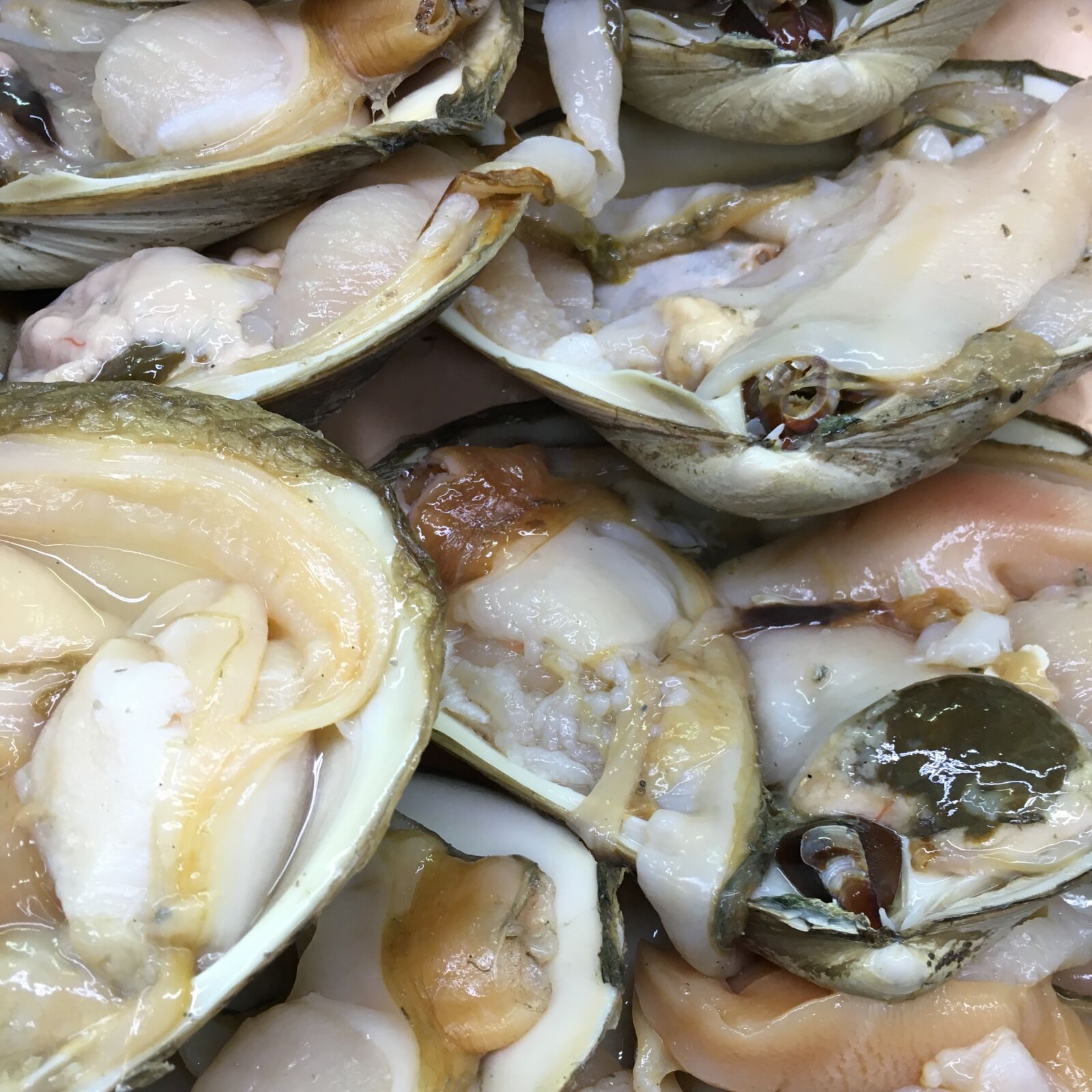 Apple iPhone 6s sample photo. Clams, fresh, shellfish photography