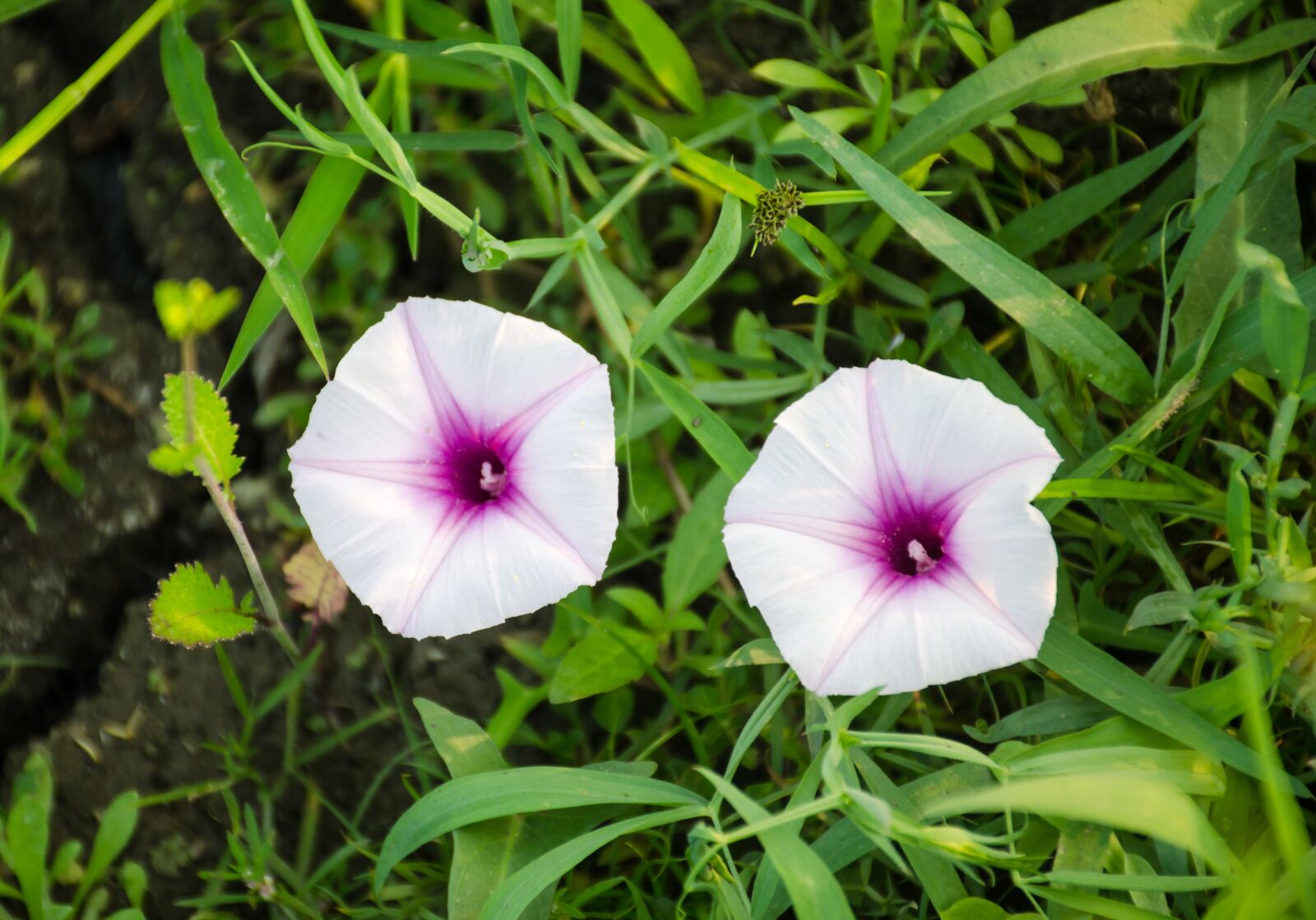 Nikon D7000 sample photo. Two, flowers, green photography