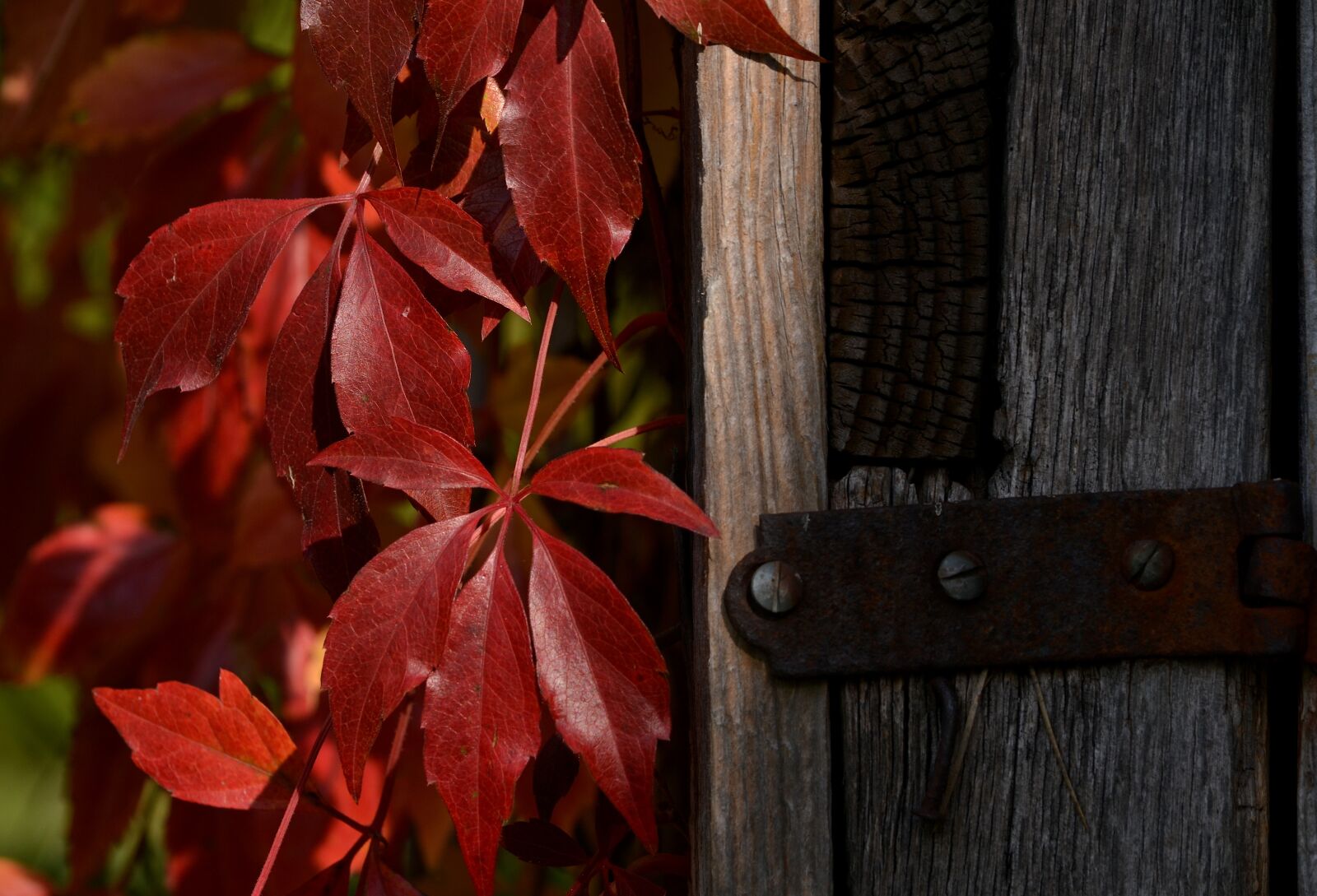 Nikon D3100 sample photo. Autumn, red, wood photography