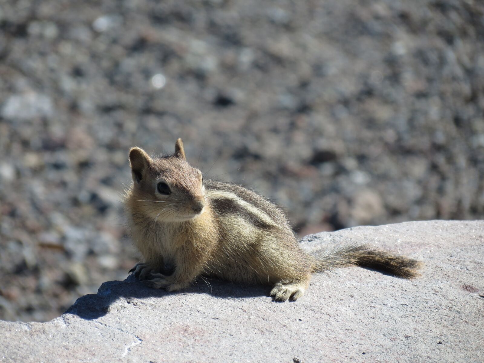 Canon PowerShot SX40 HS sample photo. Squirrel, mount hood, usa photography