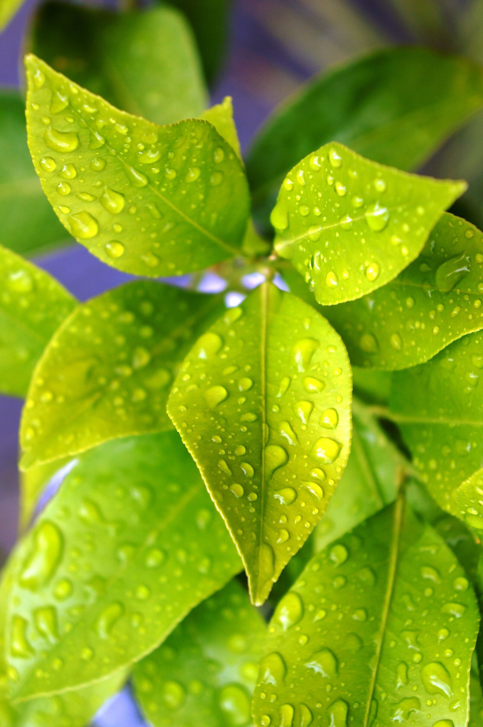 Sony Alpha NEX-F3 + Sony E 18-55mm F3.5-5.6 OSS sample photo. Lemon, plant, drops photography