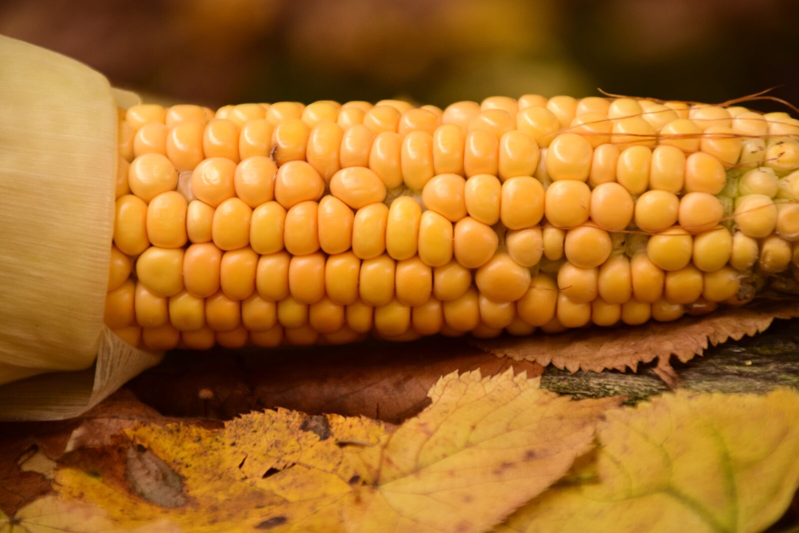 Nikon D3300 sample photo. Corn, fresh corn, fresh photography
