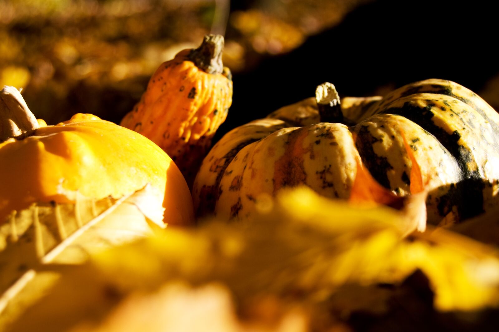 Nikon D40 sample photo. Pumpkin, autumn, yellow photography