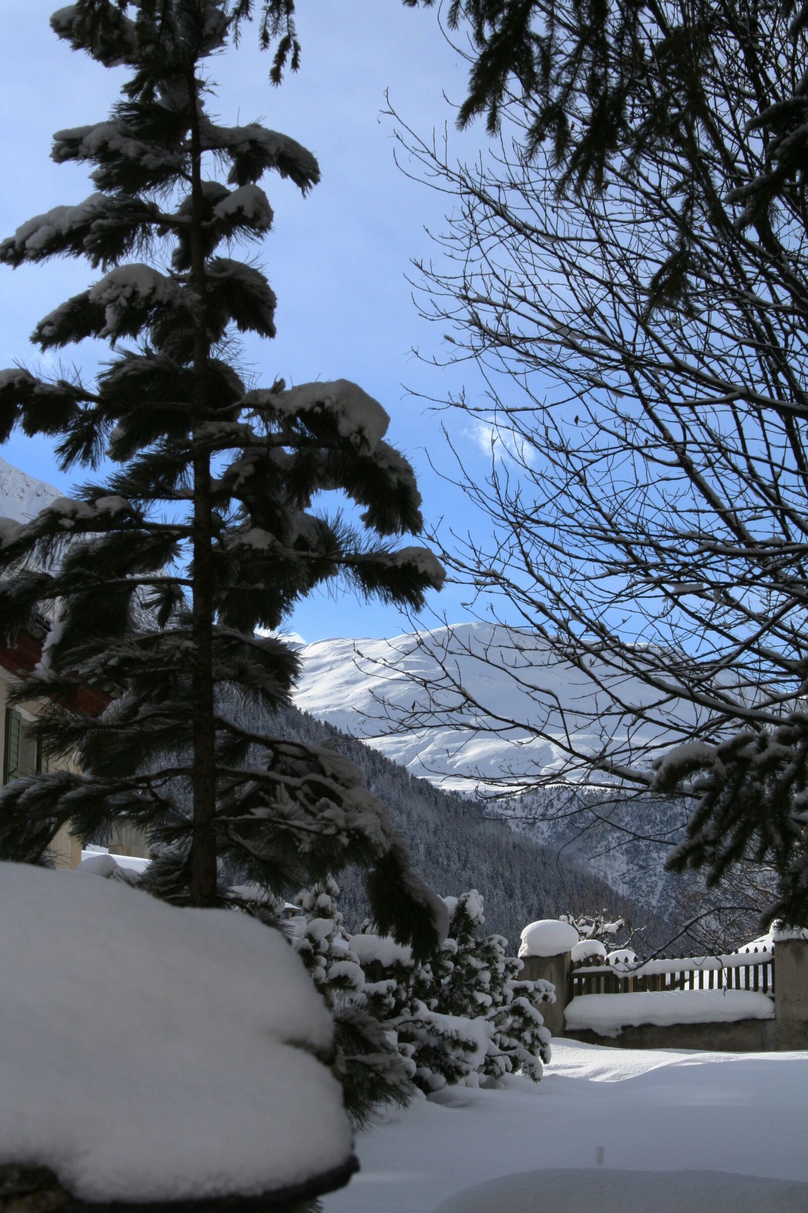 Canon EOS 350D (EOS Digital Rebel XT / EOS Kiss Digital N) sample photo. Winter, tree, snow photography