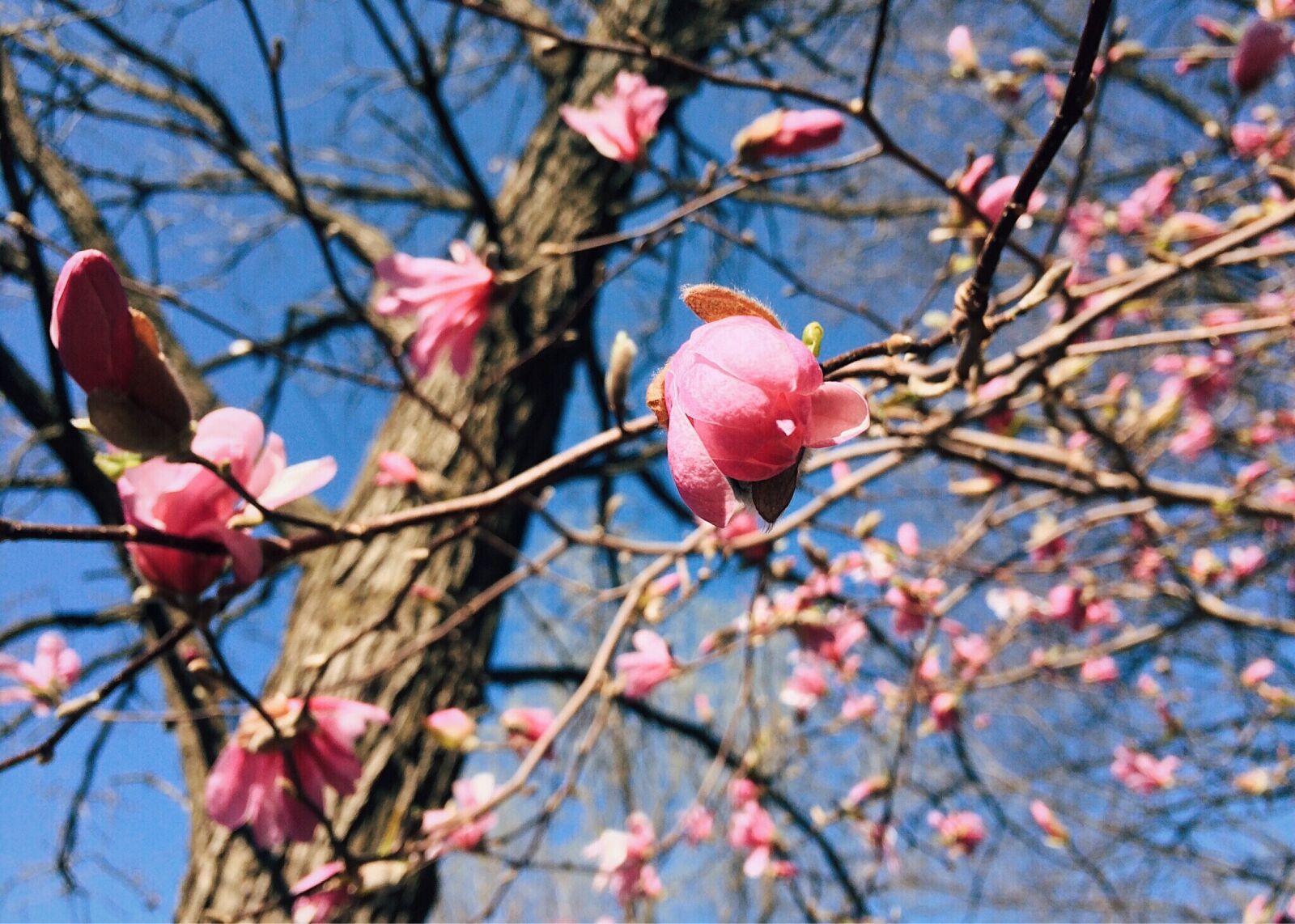 iPhone 5s back camera 4.15mm f/2.2 sample photo. Spring, bloom, flower photography