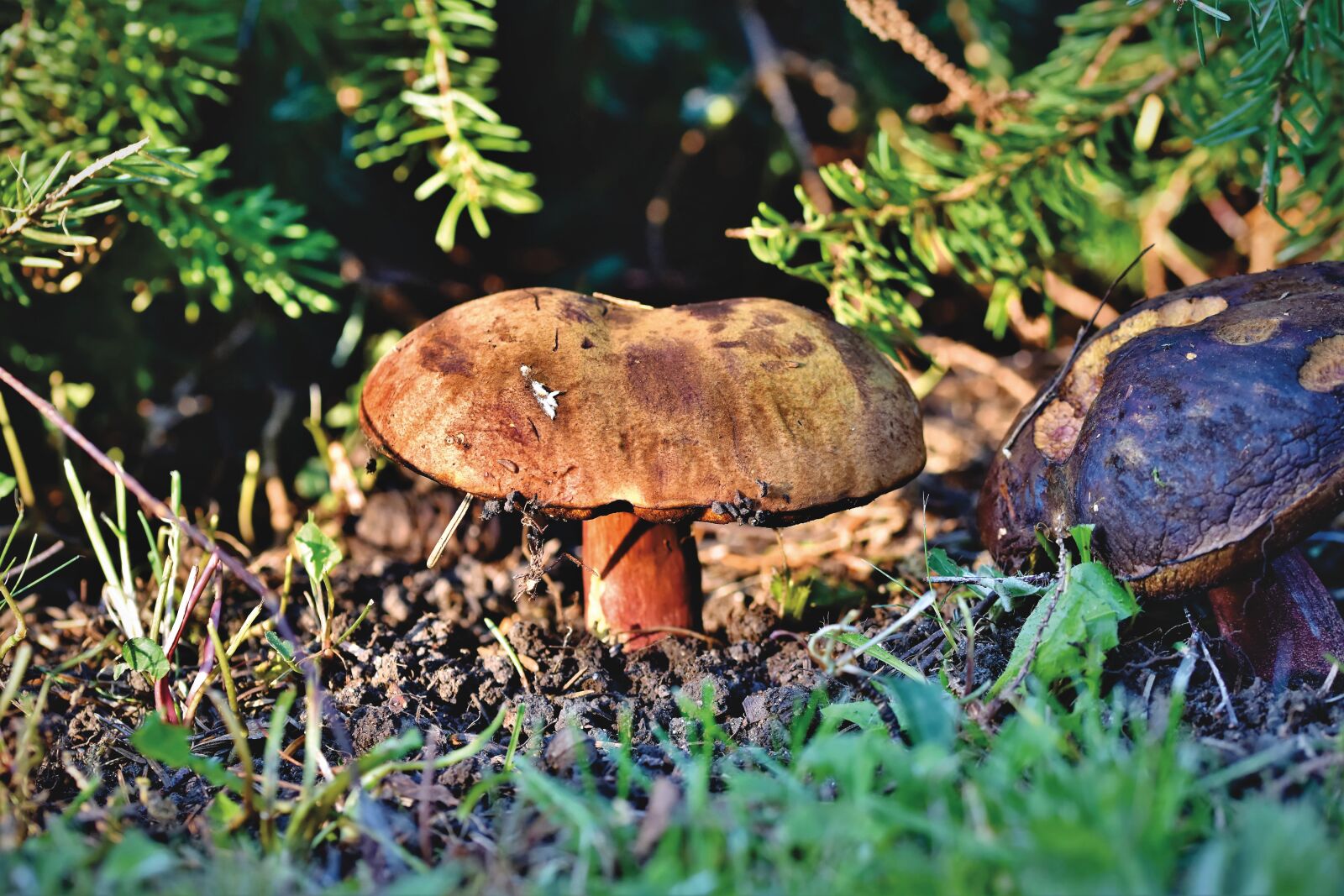 Nikon D7200 sample photo. Witches placidus, schusterpilz, mushroom photography