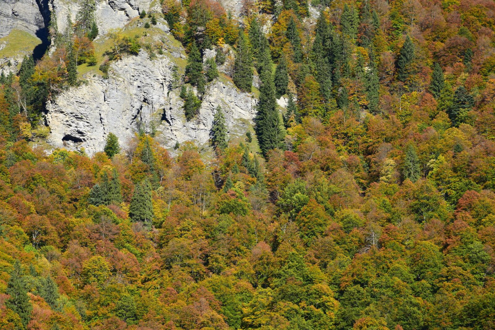 Nikon D5300 sample photo. Fall, trees, forest photography
