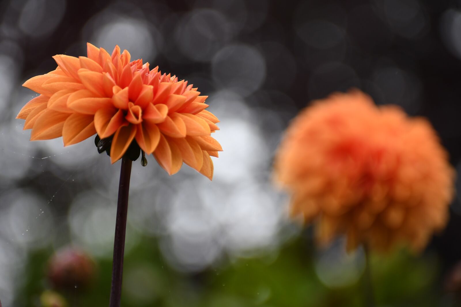 Nikon D500 sample photo. Garden, flower, dahlia photography