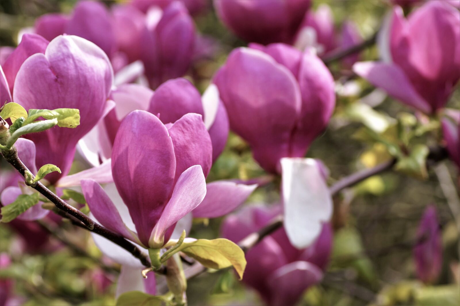 Sony SLT-A58 sample photo. Magnolia, tree, spring photography
