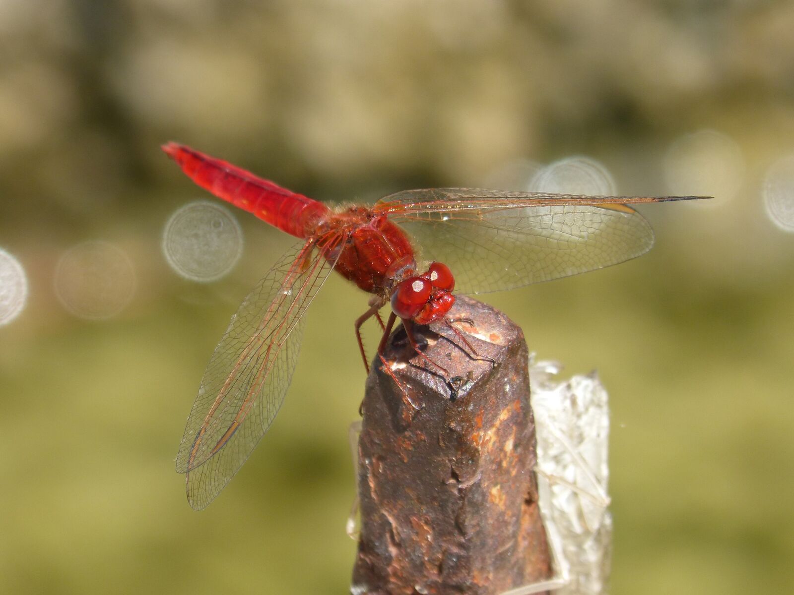 Panasonic DMC-FZ62 sample photo. Dragonfly, red dragonfly, erythraea photography