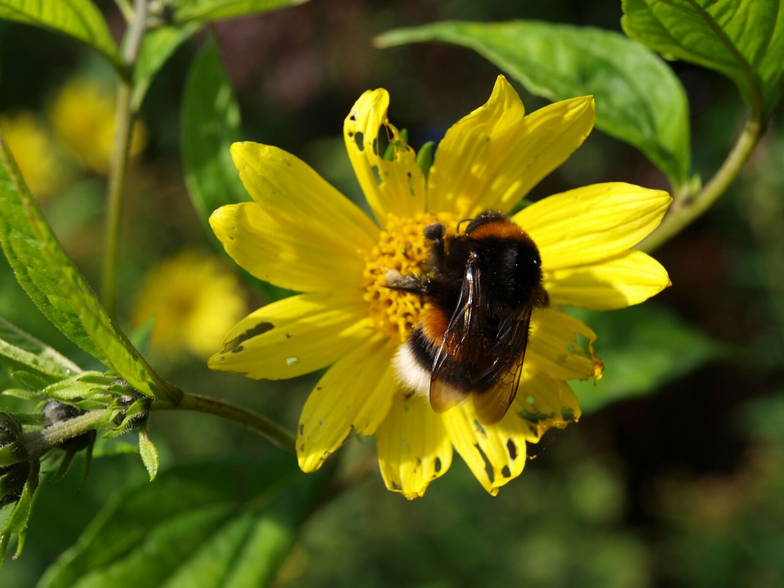 Olympus E-520 (EVOLT E-520) sample photo. Bumblebee, flowering helenium, rosilla photography