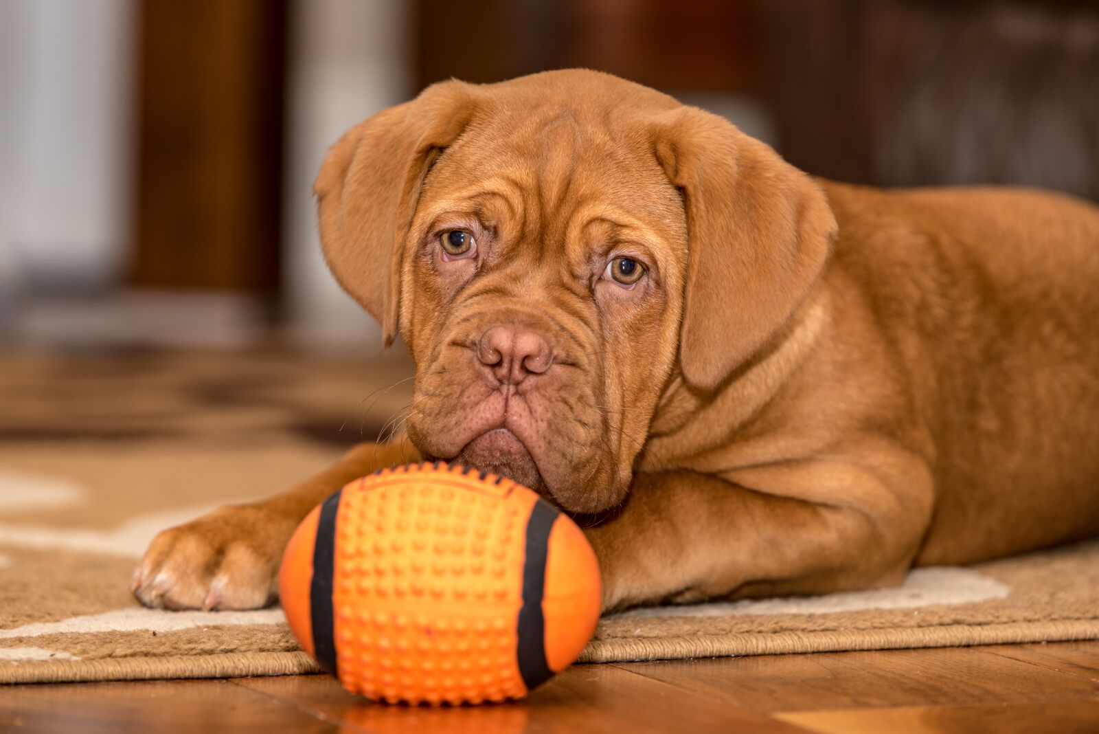 Nikon D750 sample photo. Dogue de bordeaux, dog photography