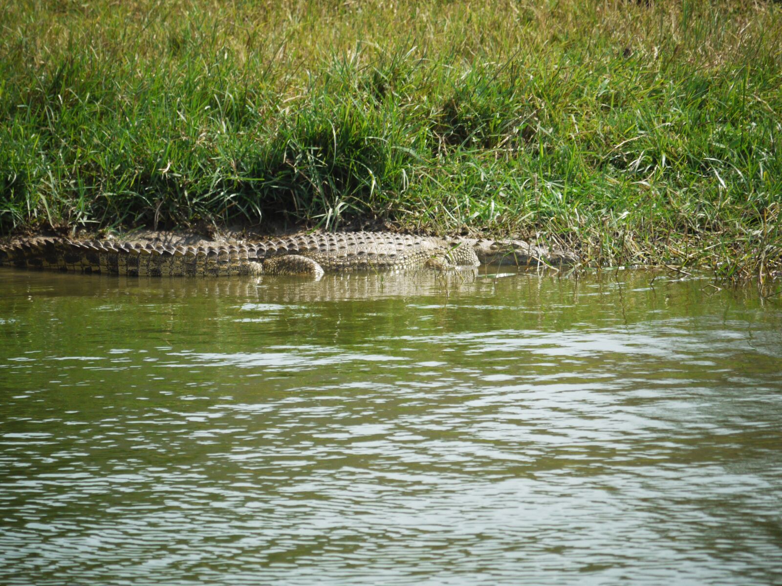 Panasonic Lumix DMC-G1 sample photo. Crocodile, on the lurking photography