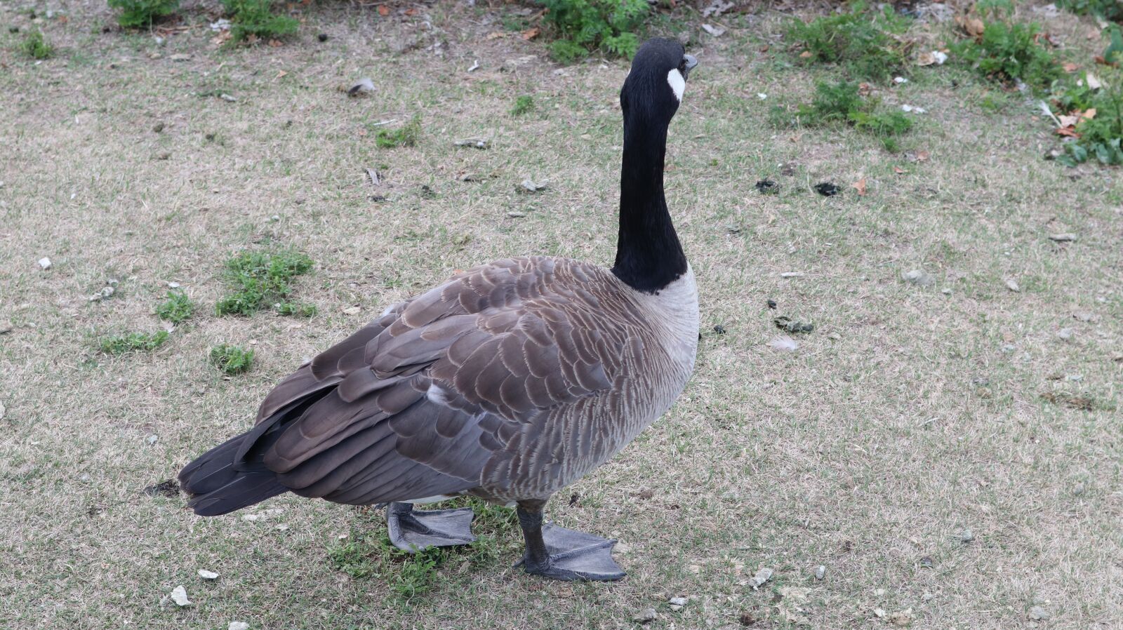 Canon EOS M100 + Canon EF-M 15-45mm F3.5-6.3 IS STM sample photo. Goose, bird, birds photography