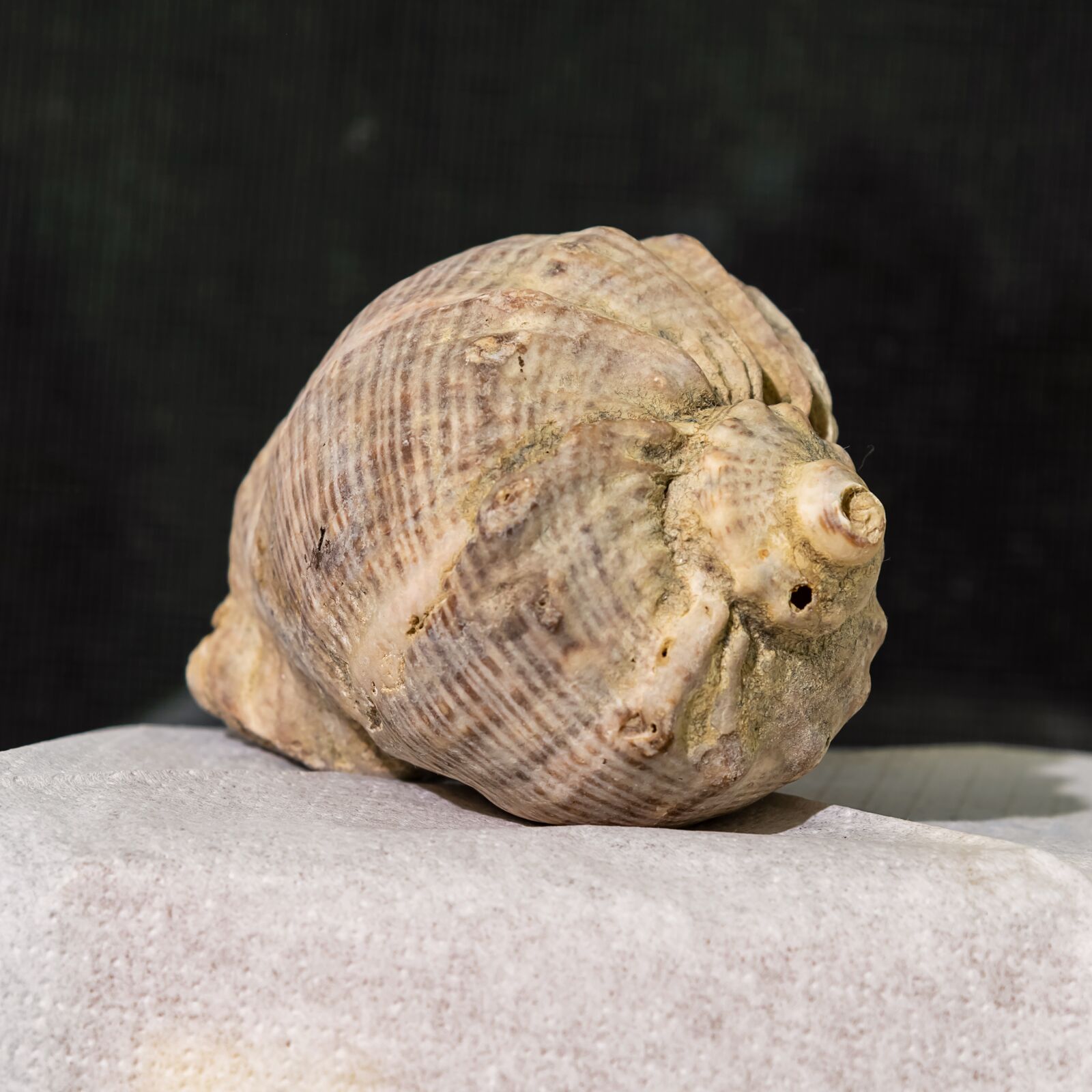 Nikon D850 sample photo. Last ra, shell, m photography