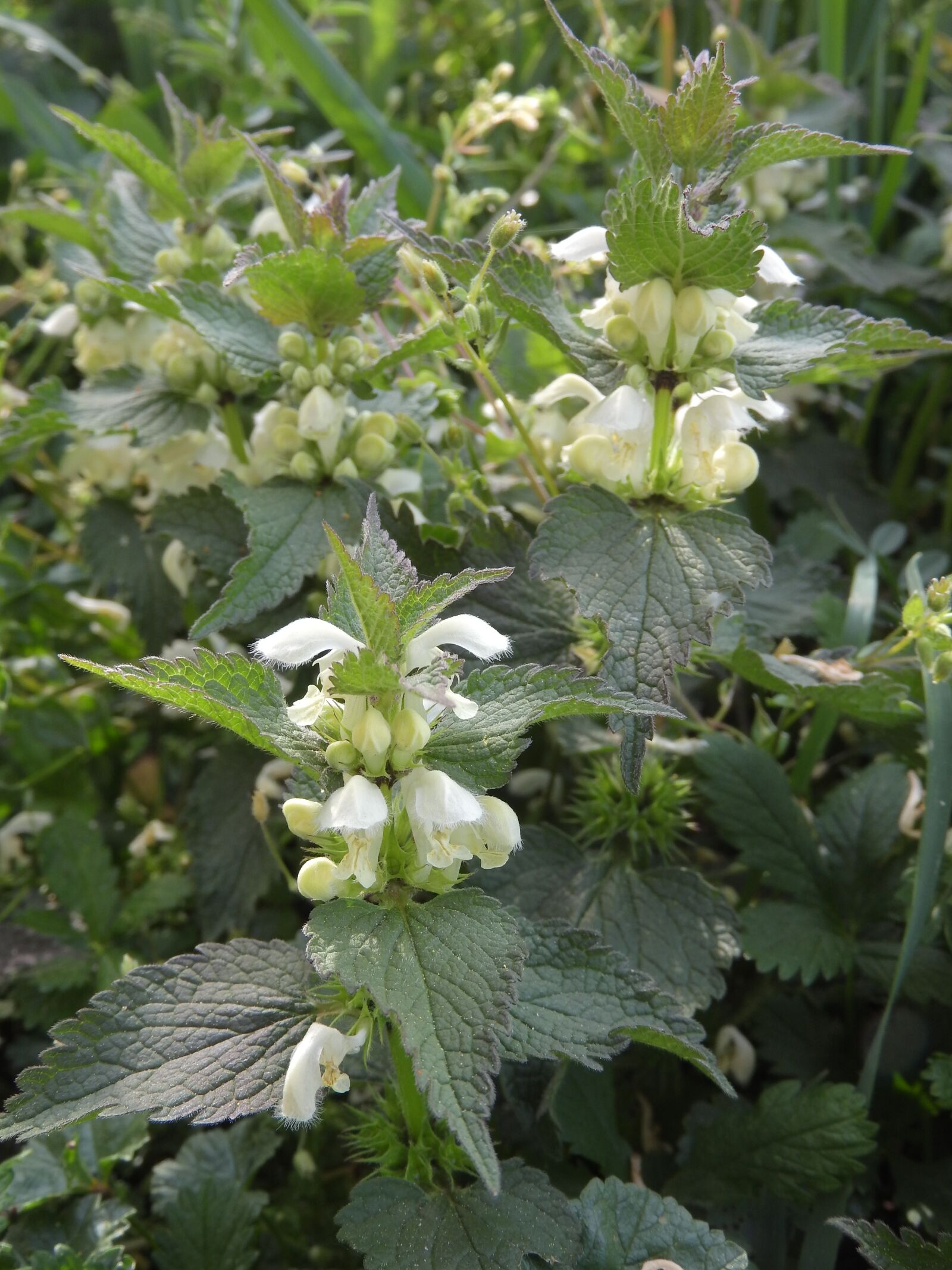 Nikon Coolpix P610 sample photo. Lamium album, hluchavka, the photography