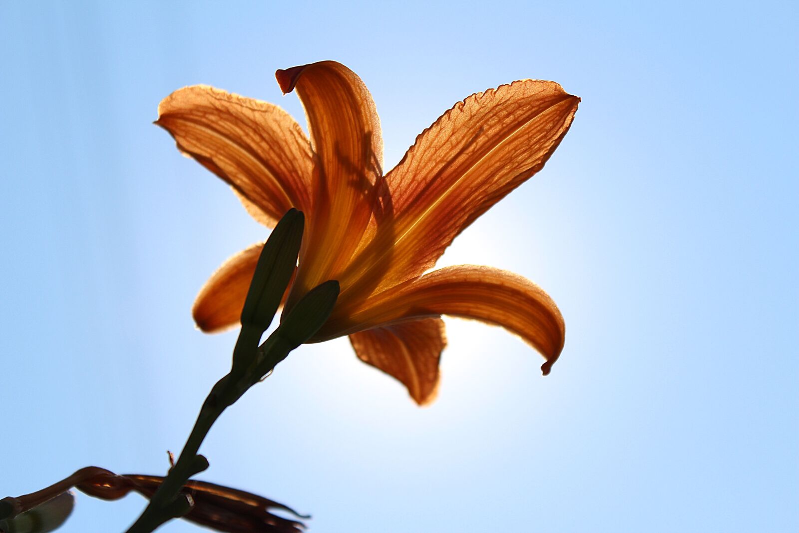 Canon EOS 600D (Rebel EOS T3i / EOS Kiss X5) sample photo. Flower, sky, sun photography
