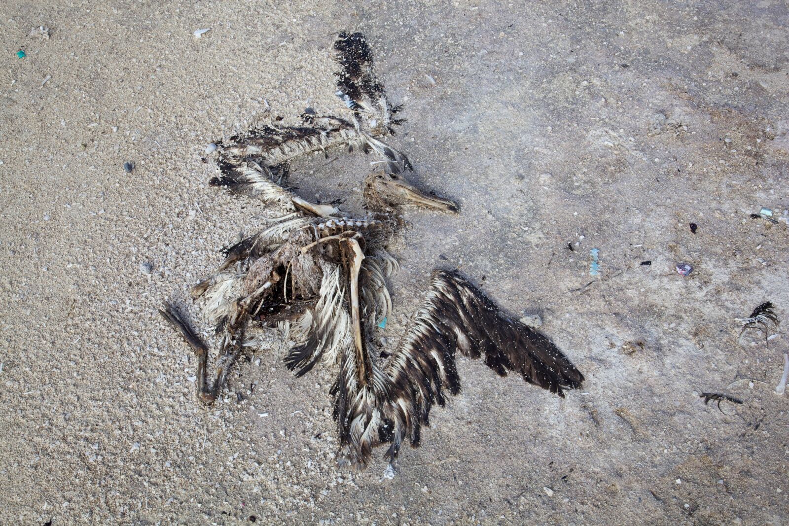 Canon EOS 5D Mark II sample photo. Skeleton, fossil, bird, rock photography