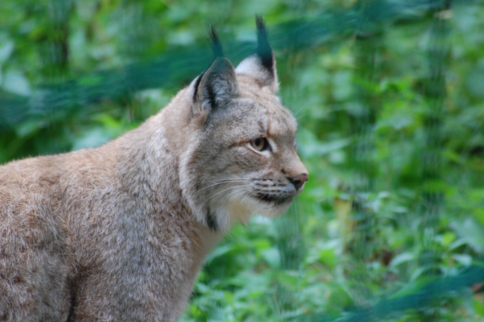 Nikon D40 sample photo. Lynx, predator, nature photography