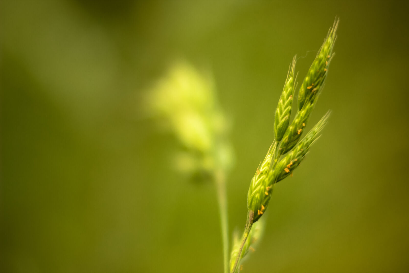 Canon EOS 600D (Rebel EOS T3i / EOS Kiss X5) + Canon EF 85mm F1.8 USM sample photo. Blade, macro, nature, plant photography