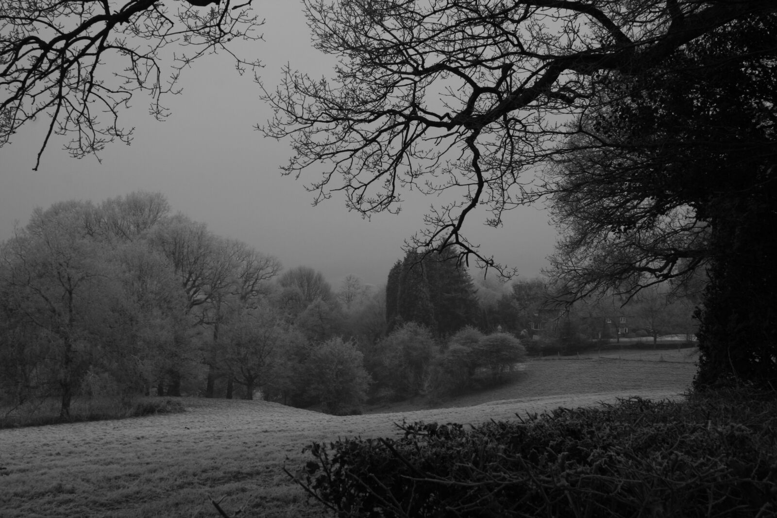 Canon EOS 350D (EOS Digital Rebel XT / EOS Kiss Digital N) sample photo. Fog, frost, oak, trees photography
