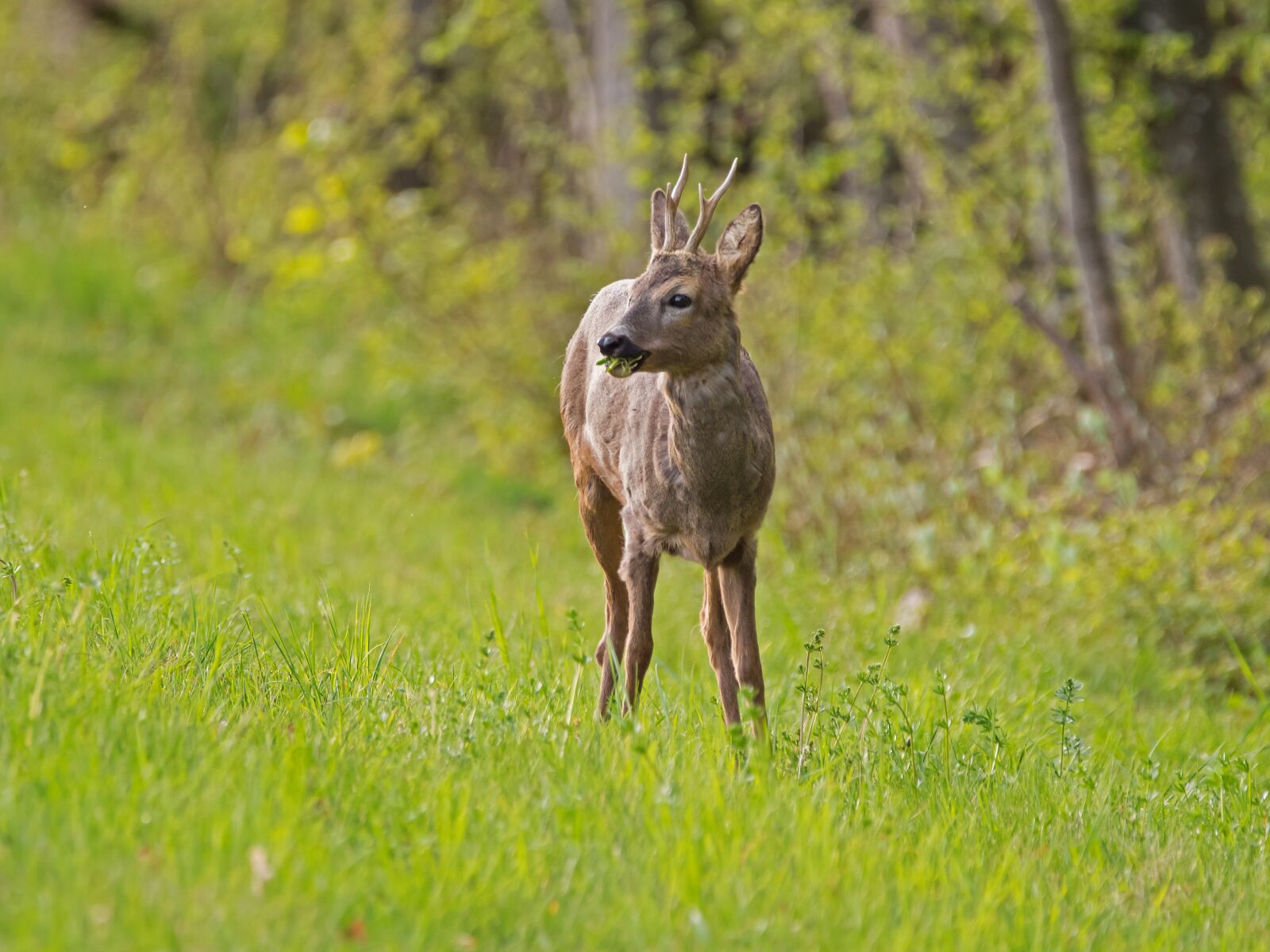 150-600mm F5-6.3 DG OS HSM | Con sample photo. Roe deer, wild animal photography