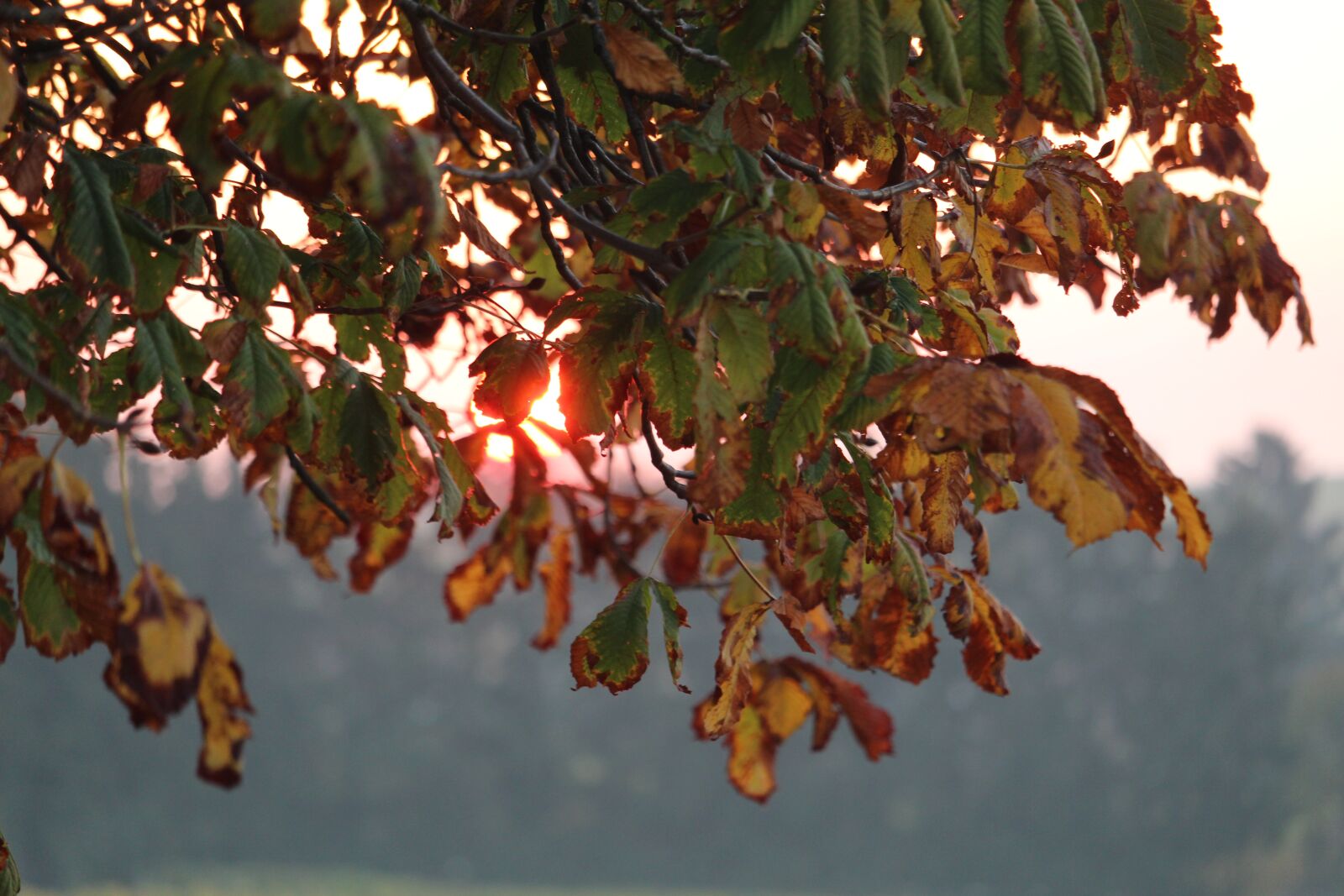 Canon EF-S 55-250mm F4-5.6 IS STM sample photo. Autumn sun, sunrise, landscape photography