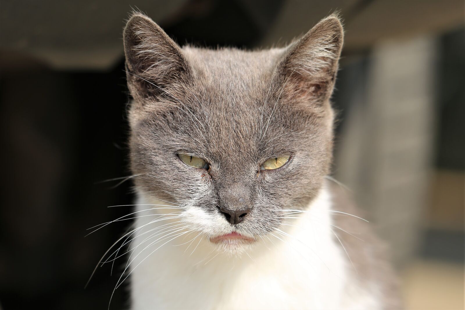 Canon EF 70-300 F4-5.6 IS II USM sample photo. Cat, head, animal photography